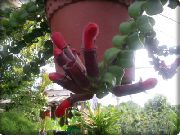 照片 红 盆花 Agapetes