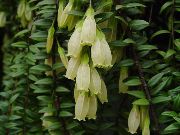 照片 白 盆花 Agapetes