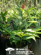 fotoğraf kırmızı Kapalı çiçek Kırmızı Zencefil, Kabuk Zencefil, Indian Zencefil
