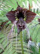 kahverengi Zambak Yarasa Kafası, Yarasa Çiçeği, Şeytan Çiçek  fotoğraf
