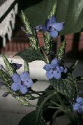 снимка светло синьо Стайни цветя Синьо Градински Чай, Синьо Eranthemum