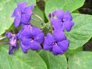 照片 紫丁香 盆花 蓝色鼠尾草，蓝色Eranthemum