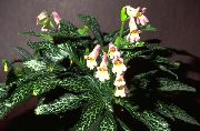 粉红色 唇柱苣 盆花 照片