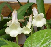 hvid Chirita Indendørs blomster foto