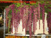 φωτογραφία κόκκινο κρασί εσωτερική Λουλούδια Amaranthus, Αγάπη-Ψέματα-Αιμορραγία, Kiwicha