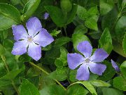 fotografie albastru deschis Flori de interior Madagascar Brebenoc, Vinca
