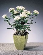 blanco Planta De Jazmín, Trumpetilla Escarlata Flores de interior foto