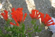 sarkans Jasmīns Augs, Koši Trumpetilla Iekštelpu ziedi foto