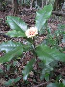 busk Eupomatia, Innendørs blomster bilde