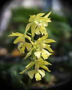 ყვითელი Calanthe შიდა ყვავილები ფოტო