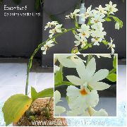 vit Calanthe Inomhus blommor foto