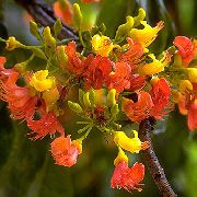 fotografie oranžový Izbové kvety Castanospermum Austral