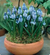 ღია ლურჯი ყურძნის სუმბული შიდა ყვავილები ფოტო