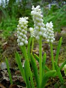 foto balts Iekštelpu ziedi Vīnogu Hiacinte