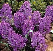 照片 紫 盆花 葡萄风信子