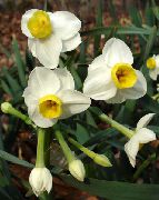 თეთრი Daffodils, Daffy ქვემოთ Dilly შიდა ყვავილები ფოტო