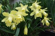 fotografie žlutý Pokojové květiny Narcisy, Daffy Dilly Dolů