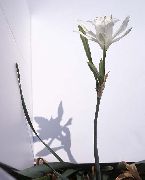 photo blanc Fleurs d'intérieur Mer Jonquille, Lys De Mer, Le Sable Lys