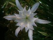 fotografie bílá Pokojové květiny Mořská Narcis, Mořská Lilie, Písek Lilie
