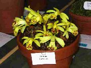 ყვითელი Indian Crocus შიდა ყვავილები ფოტო