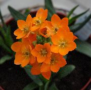 fotografie oranžový Pokojové květiny Visící Betlémská Hvězda