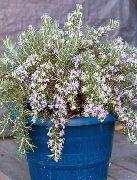 foto lichtblauw Pot Bloemen Rosmarijn