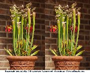 photo red Indoor flowers Pitcher Plant