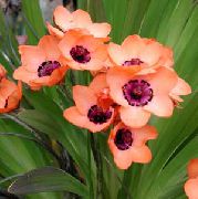 粉红色 Sparaxis 盆花 照片