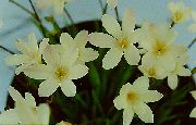 beyaz Sparaxis Kapalı çiçek fotoğraf