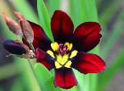 fotoğraf koyu kırmızı Kapalı çiçek Sparaxis