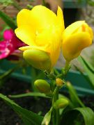 amarelo Sparaxis Flores internas foto