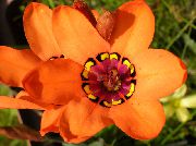 fotoğraf turuncu Kapalı çiçek Sparaxis