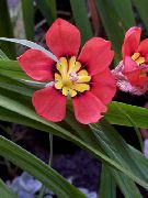 წითელი Sparaxis შიდა ყვავილები ფოტო