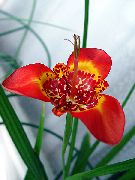 urteaktig plante Tigridia, Meksikansk Shell-Blomst,  bilde