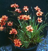 planta herbácea Tritonia, Flores internas foto