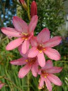 pink Tritonia Indendørs blomster foto
