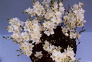 vit Tritonia Inomhus blommor foto