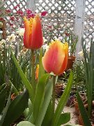 vermelho Tulip Flores internas foto