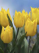 ყვითელი Tulip შიდა ყვავილები ფოტო