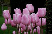 roze Tulp Pot Bloemen foto