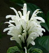 biela Brazílski Chochol, Plameniak Kvetina  fotografie