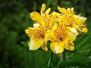 ყვითელი პერუს ლილი შიდა ყვავილები ფოტო