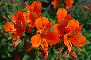 оранжев Перуански Лилия Стайни цветя снимка