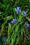 ფოტო ღია ლურჯი შიდა ყვავილები ლურჯი სიმინდის ლილი