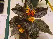 planta herbácea Chrysothemis, Flores internas foto