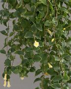 fotografija bela Sobne Cvetje Osrednji Ameriški Zvončica