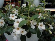 foto balts Iekštelpu ziedi Centrālamerikas Pulkstenīte