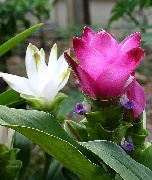 rózsaszín Kurkuma Beltéri virágok fénykép