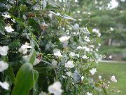 снимка бял Стайни цветя Таитянски Булчински Воал