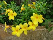 снимка Golden Тромпет Храст Стайни цветя
